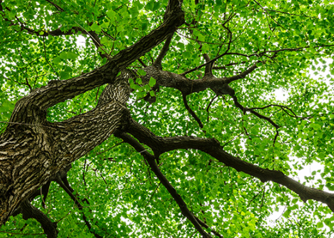 研究发现树木在建立共生关系时会注意气候