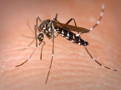 蚊子如何获得人类血液的味道