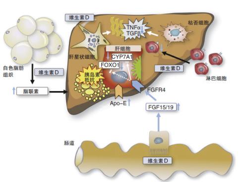 脂联素是一种保护女性免受肝癌侵害的激素