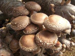 高血压吃这种蘑菇可能有助于降低你的血压
