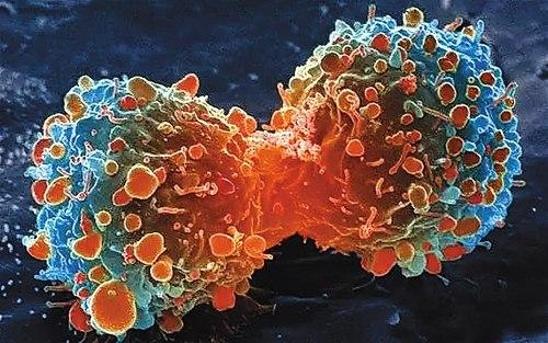 NIH研究人员成功阻止小鼠血管肿瘤生长
