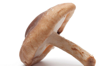 营养丰富的蘑菇可以降低认知能力下降的风险