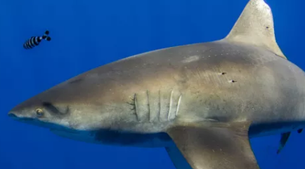 夏威夷鲨鱼上的神秘疤痕可能是巨型鱿鱼袭击的迹象