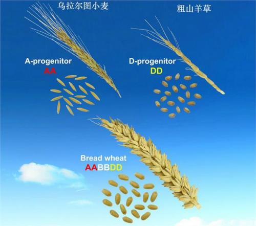 国际团队对硬粒小麦基因组进行解码