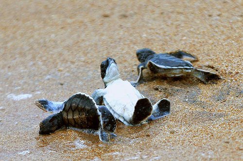 科学家开发出鉴定海龟幼体性别的新方法