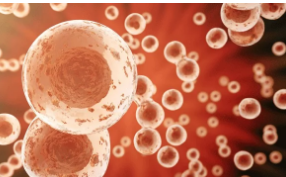 细胞培养系统用于抗癌药物筛选
