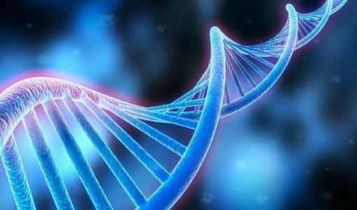 DNA修复在保持卵子质量中所起到的作用