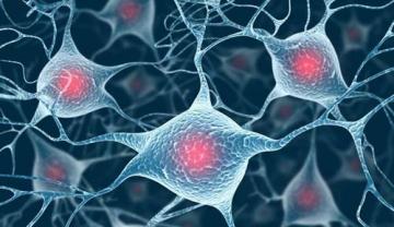新的研究为ALS和其他神经退行性疾病的潜在治疗方法打开了大门