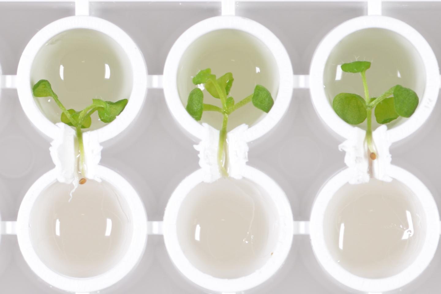 科学家发现了一种小蛋白质可以使芽和根中的生物钟同步
