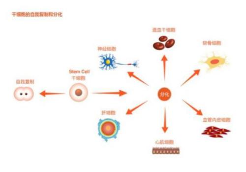 科学家发明了节省时间的技术以显示细胞如何分化