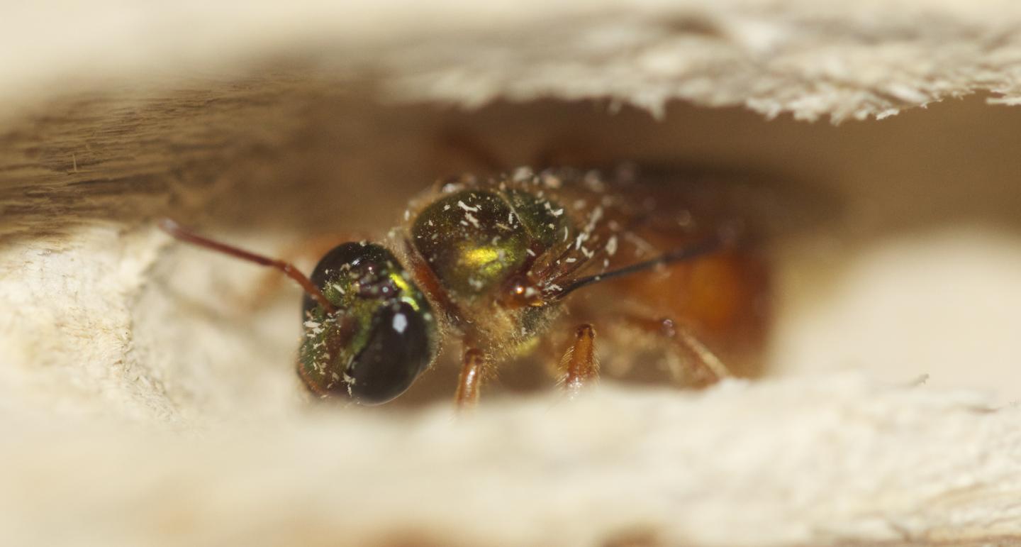 回收旧基因以获得新特性：蜜蜂的社交行为将如何演变
