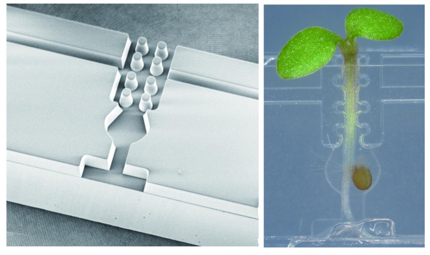 透明的小容器可改善植物的微移植