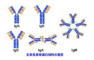 BioRad推出新的同种型特异性二抗