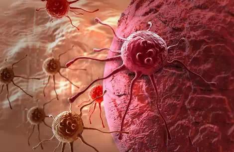 发现主销干细胞可能有助于了解癌症肿瘤