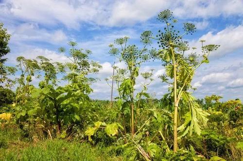 警告父母保护儿童免受英国最危险的植物伤害