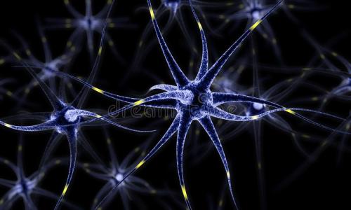 生物学家揭开神经系统在再生中的新角色