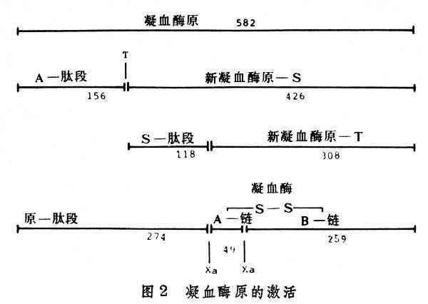 介绍下血浆因子Ⅷ、Ⅸ、Ⅺ和Ⅻ的促凝活性测定原理是什么