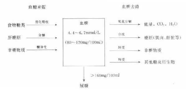 介绍下血糖的来源及去路是什么