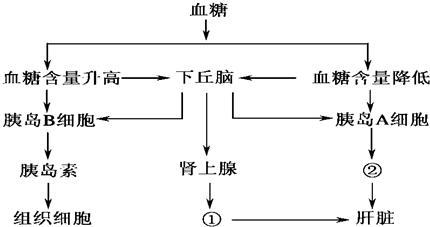 科普下血糖浓度的调节受到那几个方面的作用