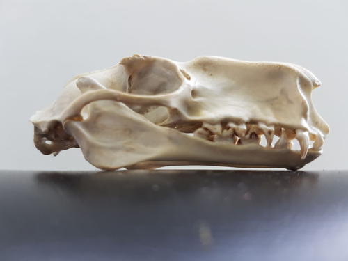 由于回声定位饮食蝙蝠进化出各种各样的头骨形状