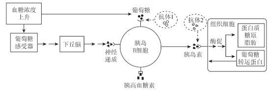 科普下生化检验：胰岛素的合成、分泌与调节是什么