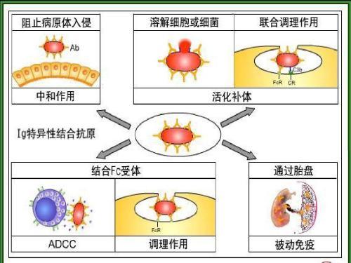 介绍下影响抗原抗体反应的因素有哪些