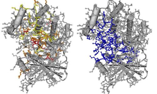 突变蛋白处理DNA Guardian驱动癌症发展