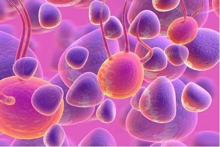 正常细胞的小群体影响XLP1患者的免疫力
