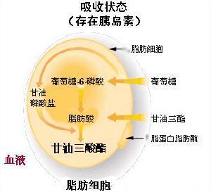 介绍下脂代谢及高脂蛋白血症知识点复习题有哪些