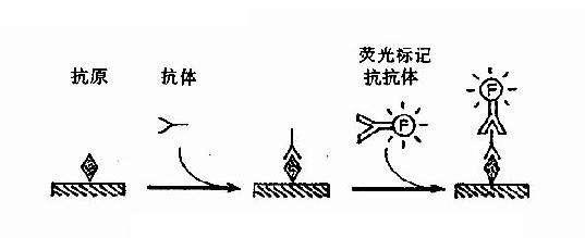 科普下《临床免疫学及检验》第八章：荧光免疫技术