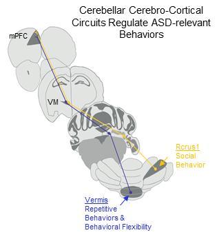 一项新研究揭示了与ASD的社交和行为异常有关的大脑回路