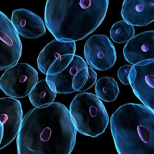 Nanoscaffold开发用于增强CNS干细胞疗法