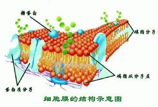 介绍下红细胞膜的结构与功能是什么