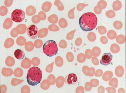 科普下红细胞系统中晚幼红细胞的超微结构是什么