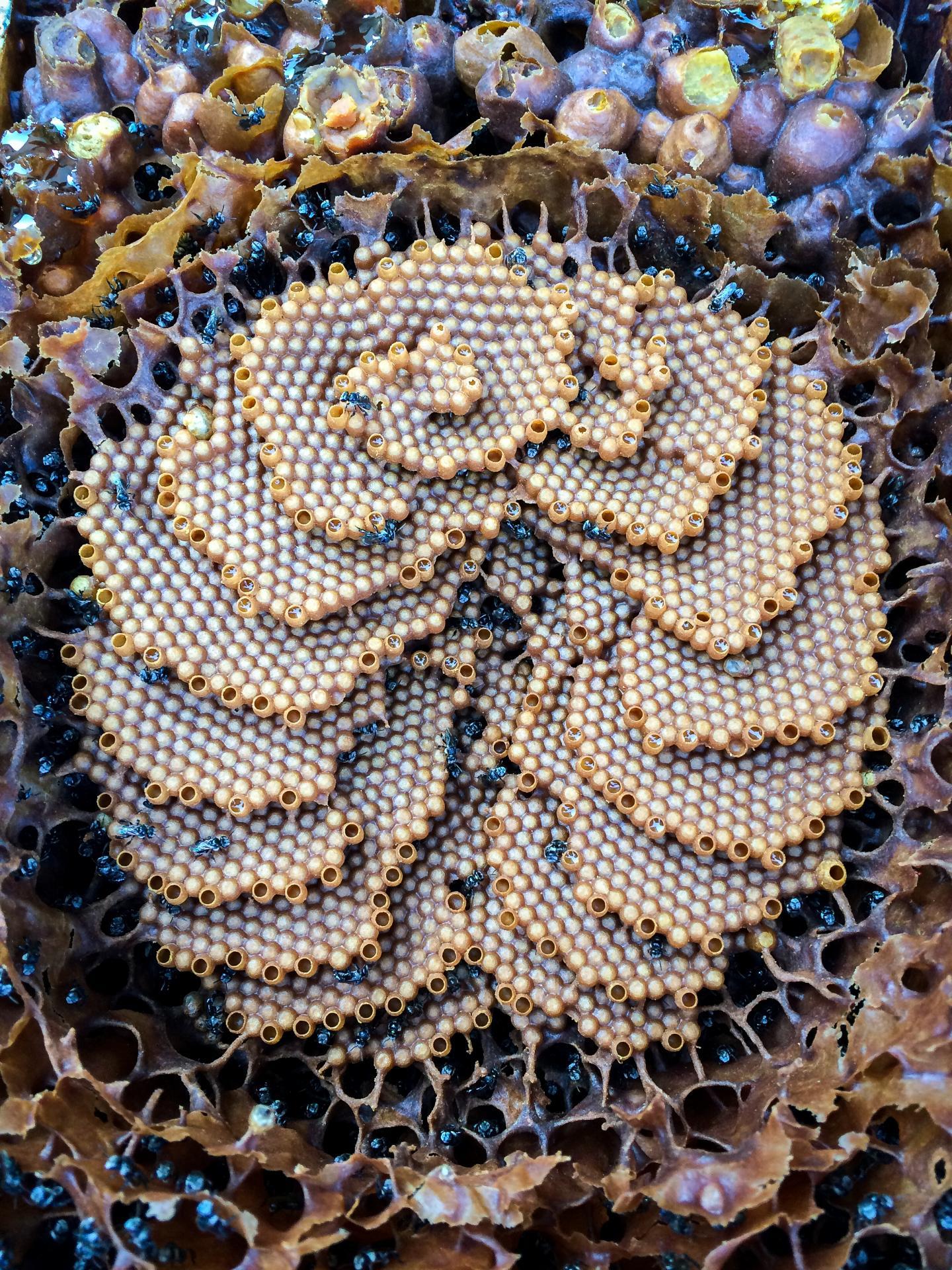 科学家在天然无刺蜂蜂蜜中发现一种罕见的健康糖