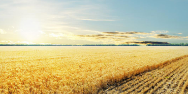 保护性农业优化了氮的使用和杂草的管理