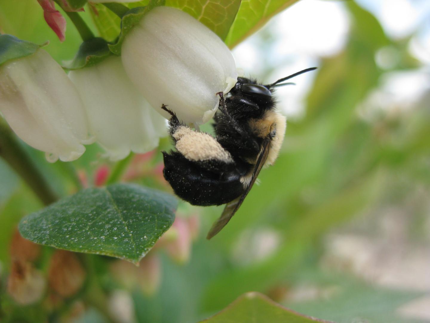 蜜蜂数量下降与其他授粉媒介威胁着美国农作物