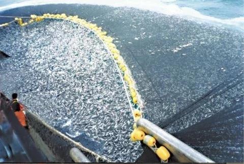 随着库存骤减过度捕捞会使海洋沙漠面临风险