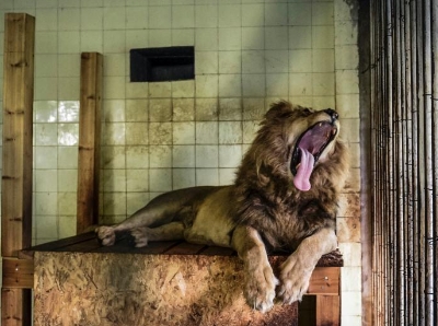 在阿尔巴尼亚获救的三只狮子被送往荷兰