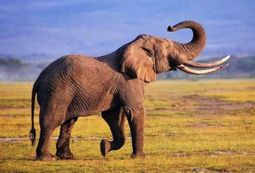 南部非洲领导人寻求管理大象种群的方法