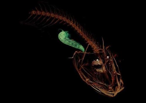小型甲壳类动物如何生存马里亚纳海沟的破碎压力