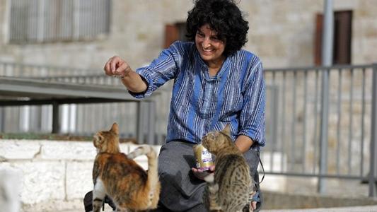 耶路撒冷对成群的流浪猫的困境