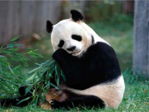 熊猫从竹子那里获得蛋白质热量