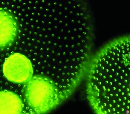 荧光微藻的秘密可以导致超高效的太阳能电池