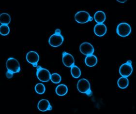 利用寄生酵母杀死酵母病原体