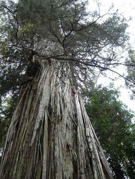 北美东部最古老的树木记录在案