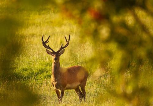 野生红鹿有助于保护开阔的景观