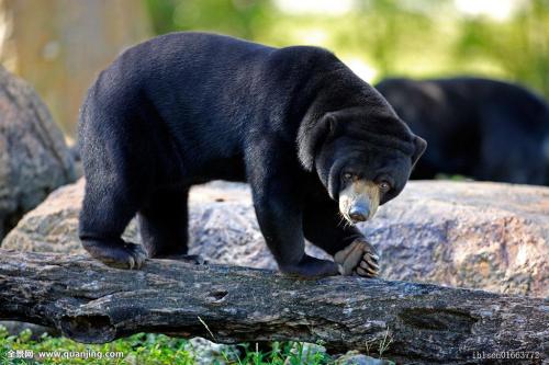 罕见的亚洲黑熊在韩国DMZ发现