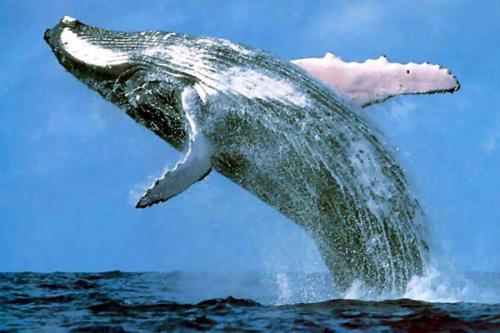 鲸鱼如何挑战癌症的可能性