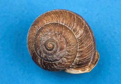 蜗牛的壳是如何得到它的线圈的